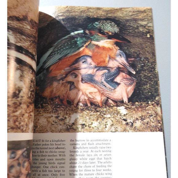 National Geographic Magazine September 1974 Kingfisher Germany Arab Dhow Boston - Picture 4 of 10